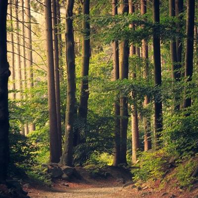 皇冠APP官方版下载安装手机app下载